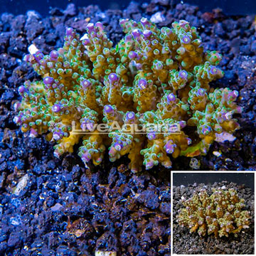 Acropora Coral Fiji