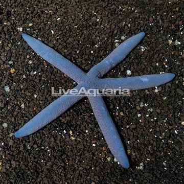 Blue Linkia Sea Star EXPERT ONLY