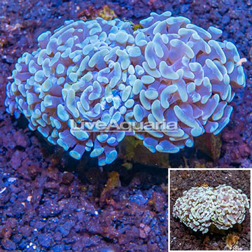  Hammer Coral Australia 