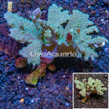 Cabbage Leather Coral Vietnam