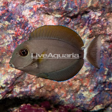 Epaulette Surgeonfish