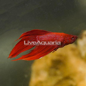 Veiltail Betta