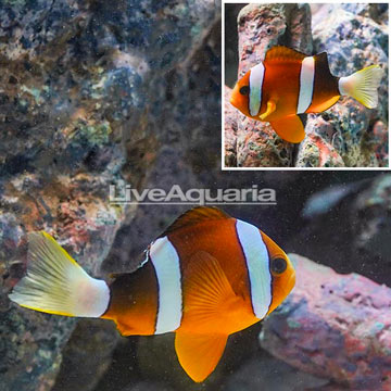 Clarkii Clownfish