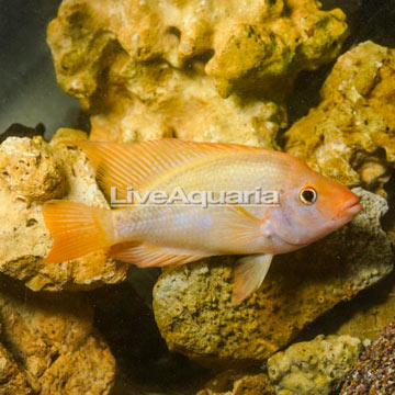 Midas Cichlid