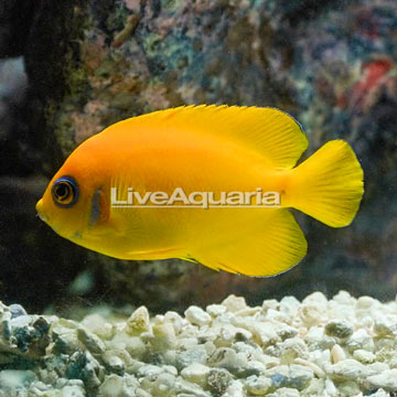 Lemon Peel Angelfish