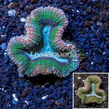 Lobed Brain Coral Australia