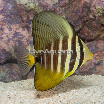 Sailfin Tang