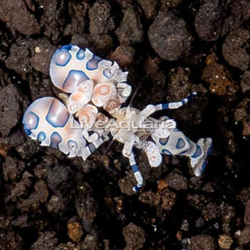  Harlequin Shrimp 