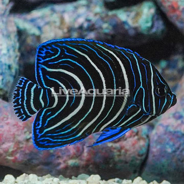 Koran Angelfish