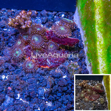 Zoanthus and Potosynthetic Plating Sponge Combo Frag