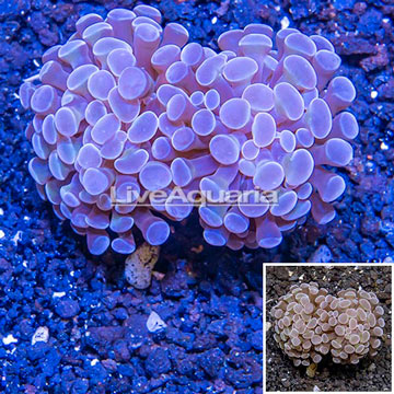 LiveAquaria® Cultured Hammer Coral