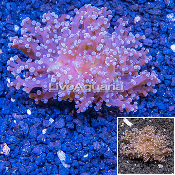 LiveAquaria® Cultured Frogspawn Coral