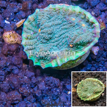 LiveAquaria® Cultured Ultra Chalice Coral