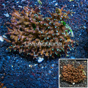  Birdsnest Coral Tonga