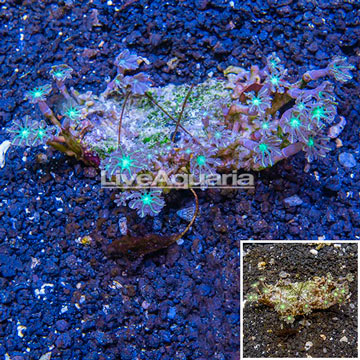 Glove Polyp Coral Indonesia