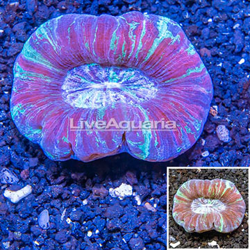 Open Brain Coral Australia 