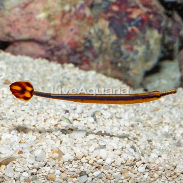 Bluestripe Pipefish, EXPERT ONLY