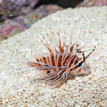 Antennata Lionfish