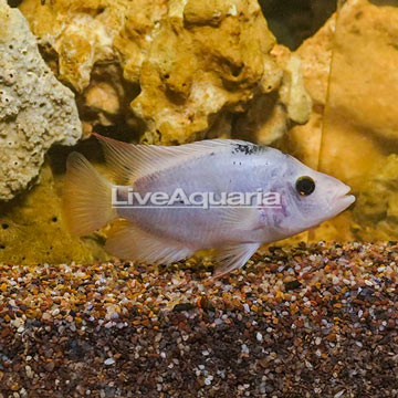 Ture Cichlid