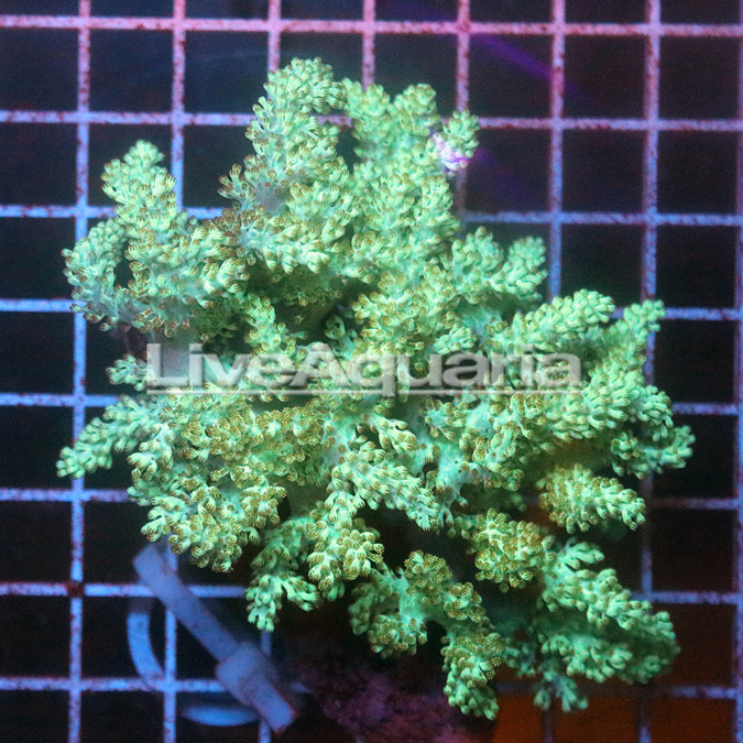 Pineapple Tree Coral Solomon