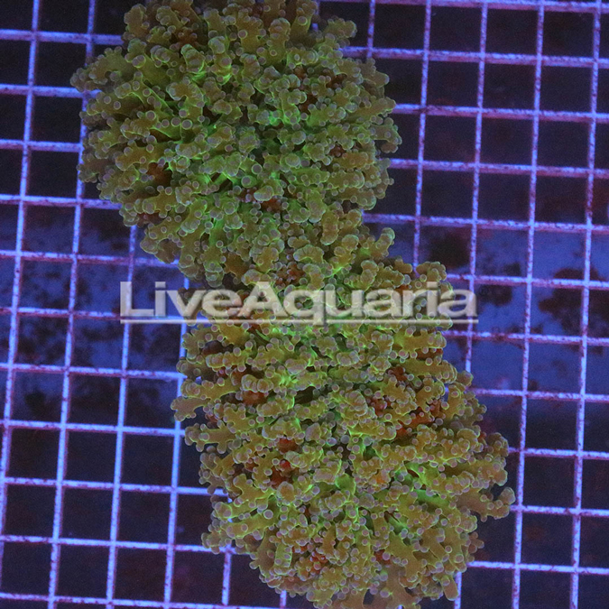 Green and Orange Frogspawn Coral Solomon