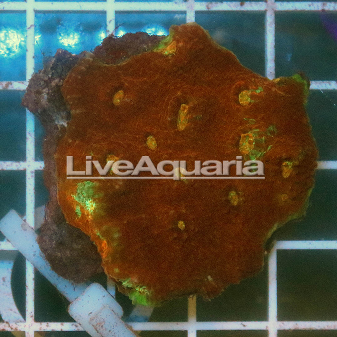 Chalice Coral Solomon