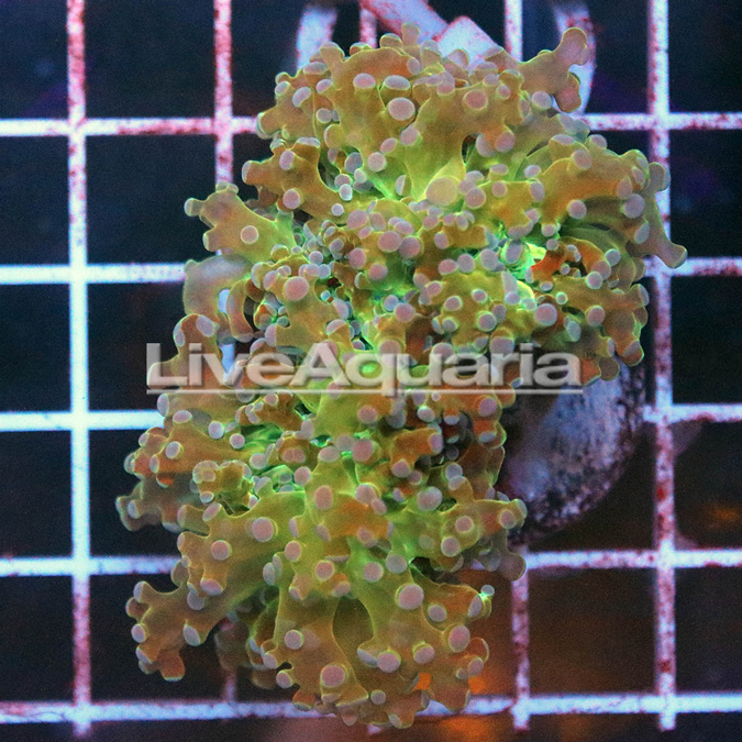 Green and Orange Frogspawn Coral Solomon