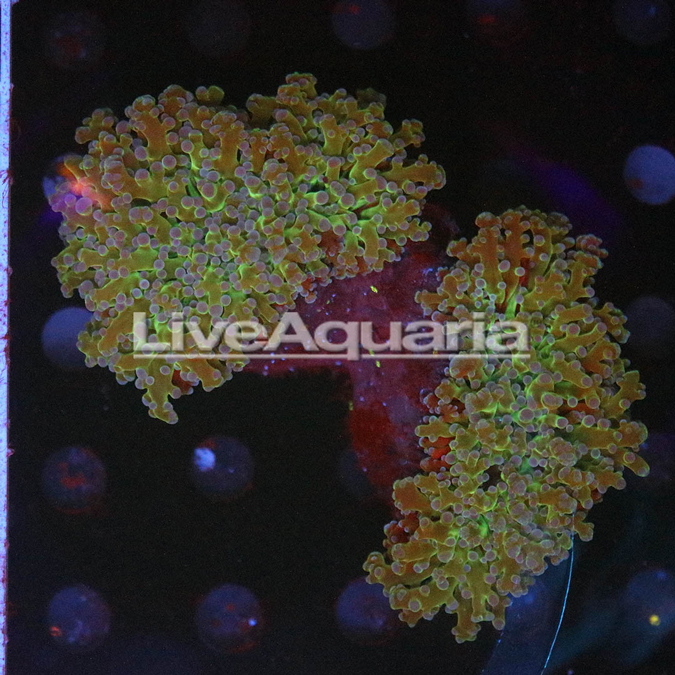 Green and Orange Frogspawn Coral Solomon