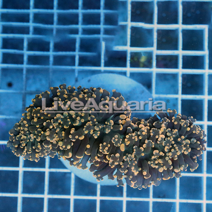 Orange Frogspawn Coral Solomon