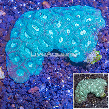 Goniastrea Brain Coral Fiji