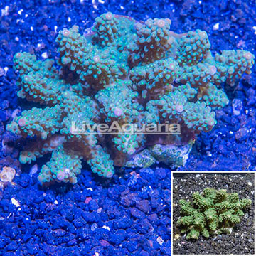 Acropora Coral Fiji