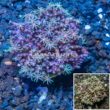 Starburst Polyps Indonesia