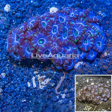 Acan Lord Coral Australia