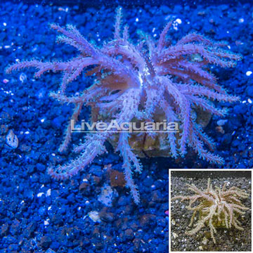 Sinularia Leather Coral Indonesia