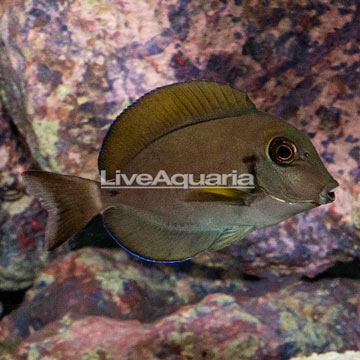 Epaulette Surgeonfish