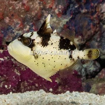 Titan Triggerfish