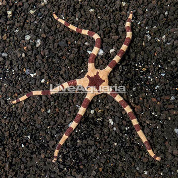 Brittle Sea Star