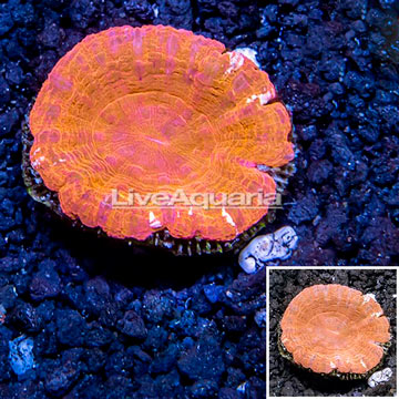 Scolymia Coral Australia