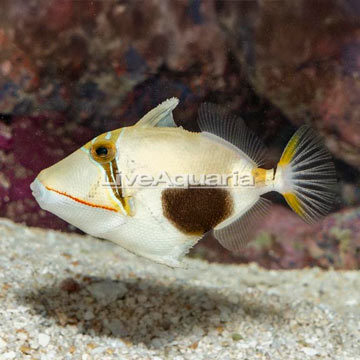 Bursa Triggerfish