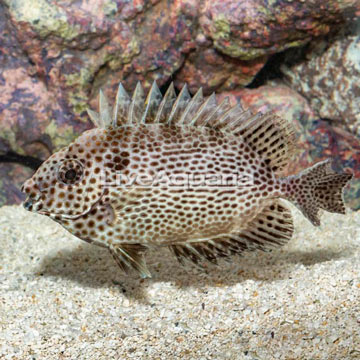 Brown Spotted Spinefoot Rabbitfish 