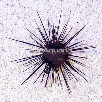 Black Longspine Urchin