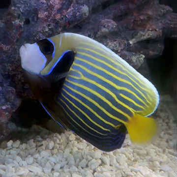 Emperor Angelfish - Adult
