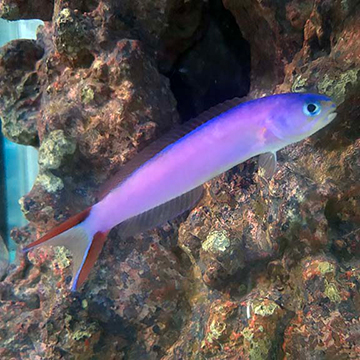 Purple Tilefish