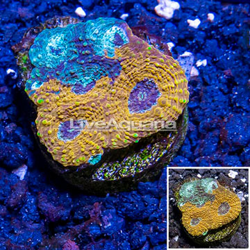 LiveAquaria® Cultured Ultra Acan Echinata Coral