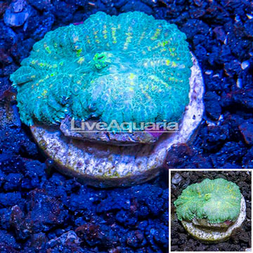 LiveAquaria® Cultured Mushroom Rhodactis Coral