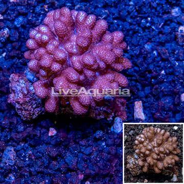 Blushing Leather Coral Vietnam