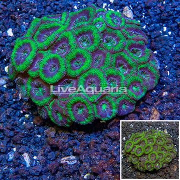 Acan Lord Coral Australia