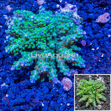 Bushy Acropora CoralFiji