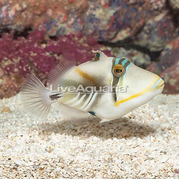 Humu Picasso Triggerfish 