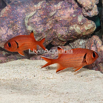 Big Eye Black Bar Soldierfish, Pair 